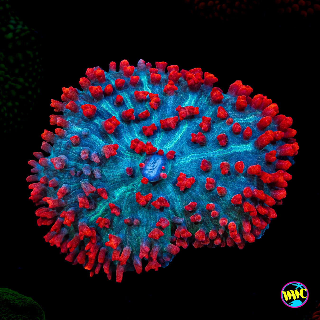 Scarlet St. Thomas Mushroom