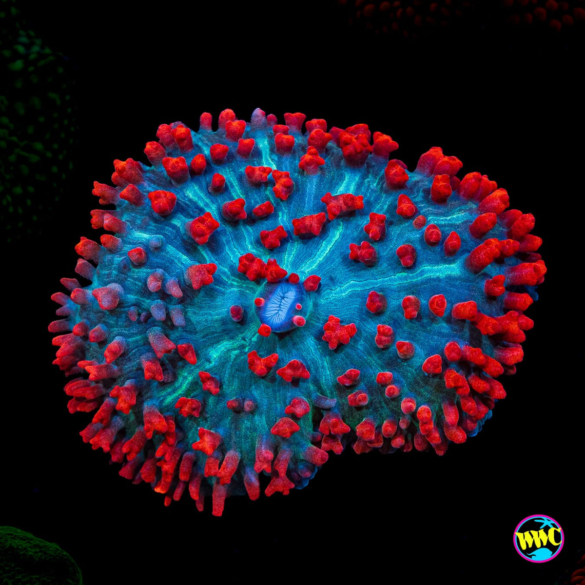 Scarlet St. Thomas Mushroom