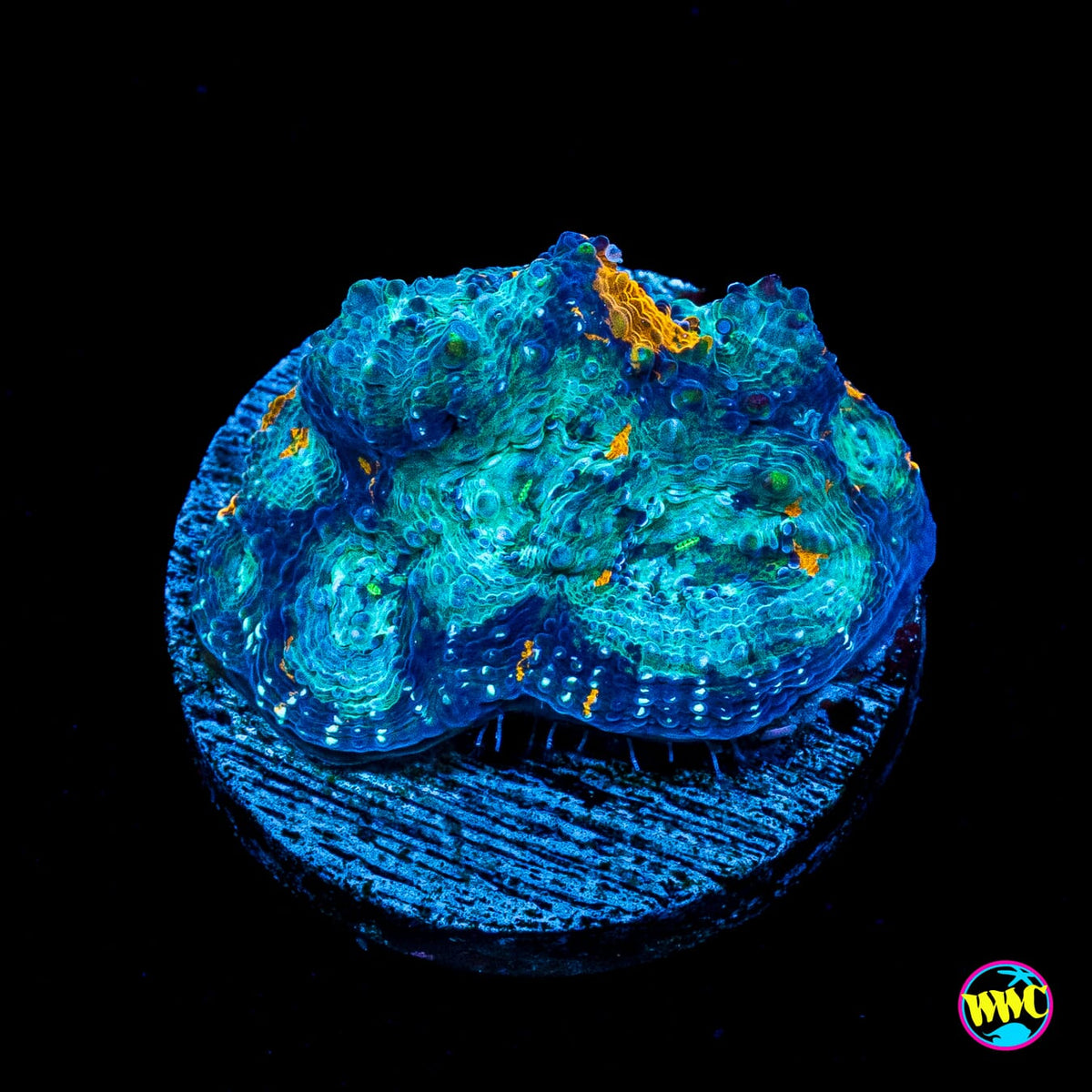 WWC Neptune Echinata