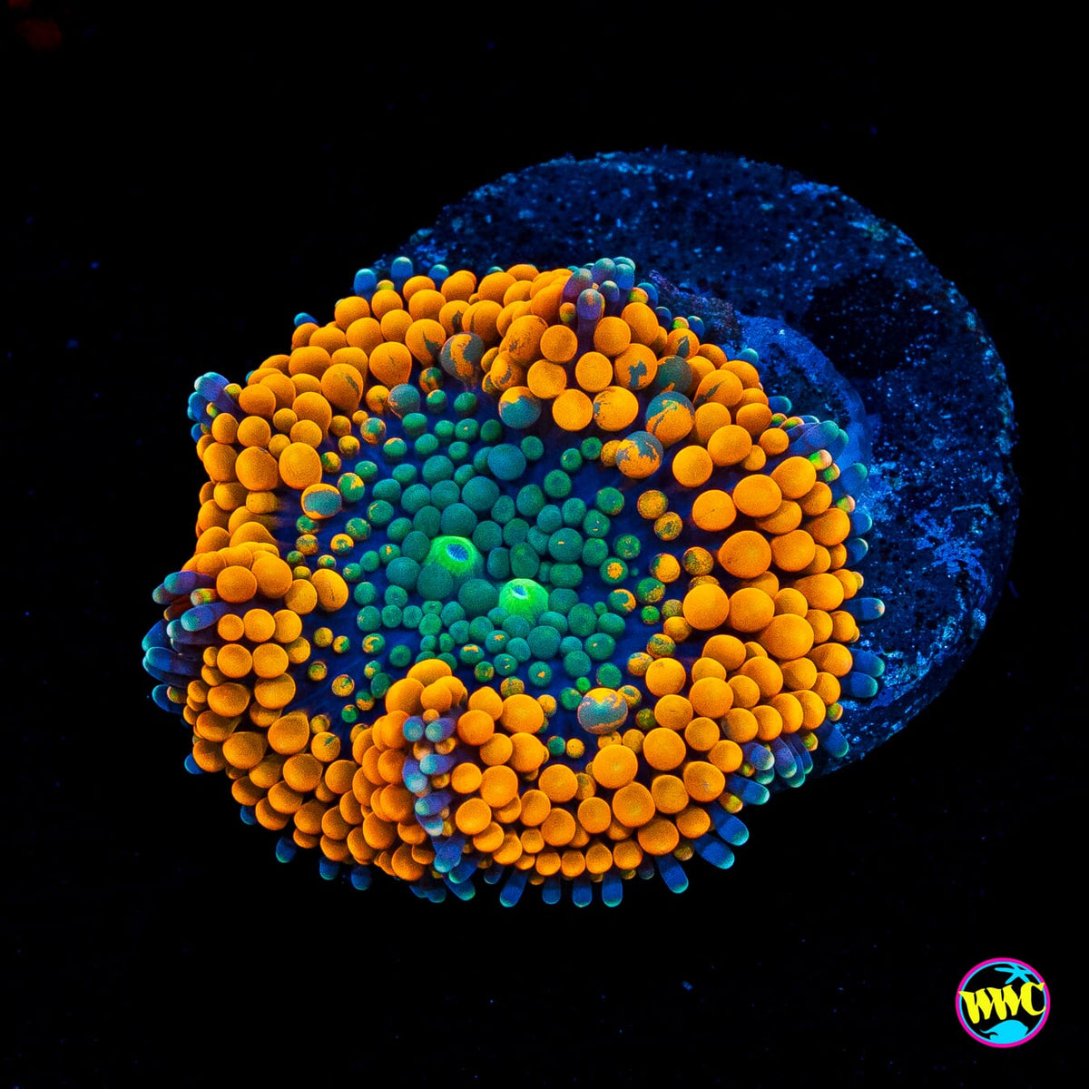 Serendipity Ricordea Mushroom