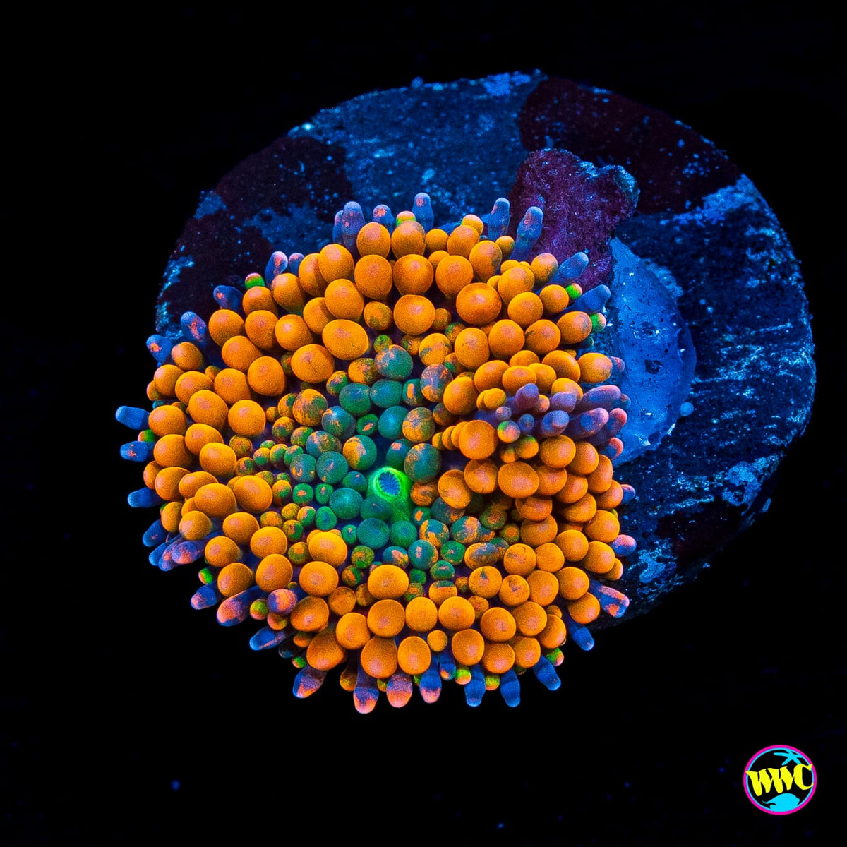Serendipity Ricordea Mushroom