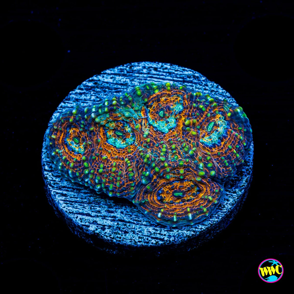 Earth Mother Echinata