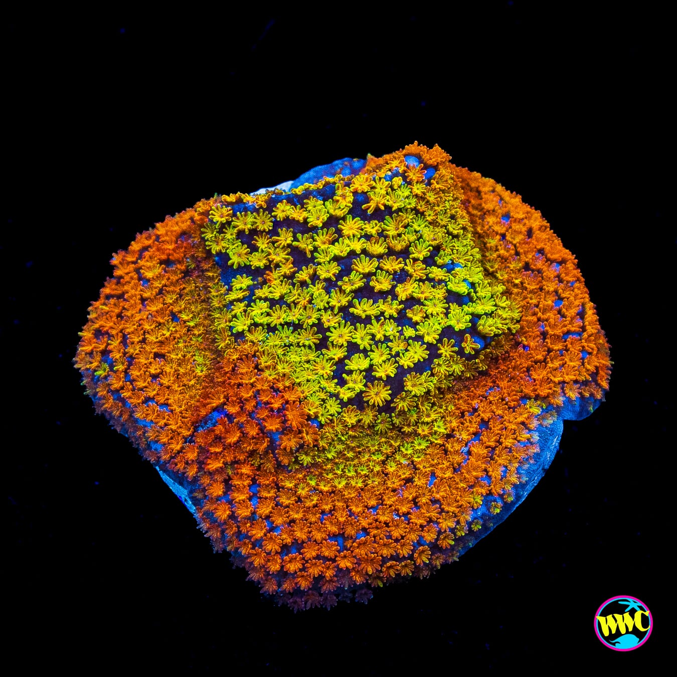 Rainbow Montipora