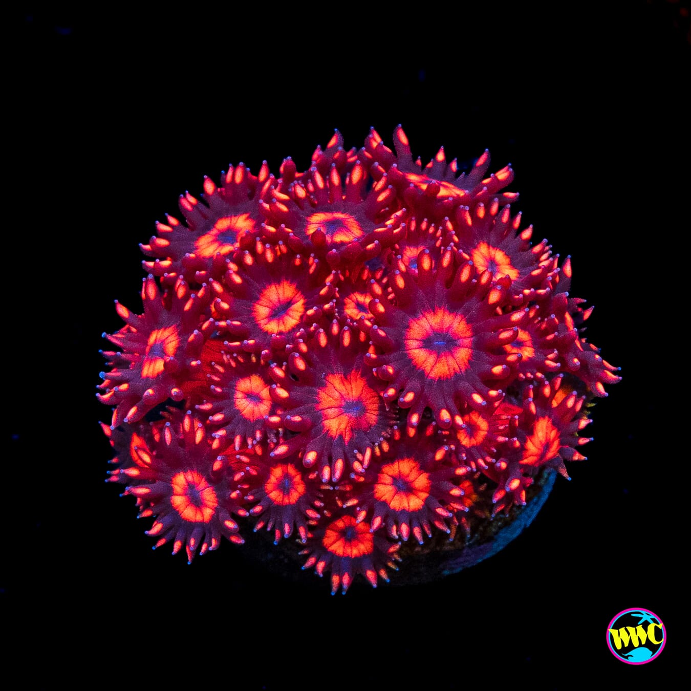 WWC Ragin Rojo Goniopora