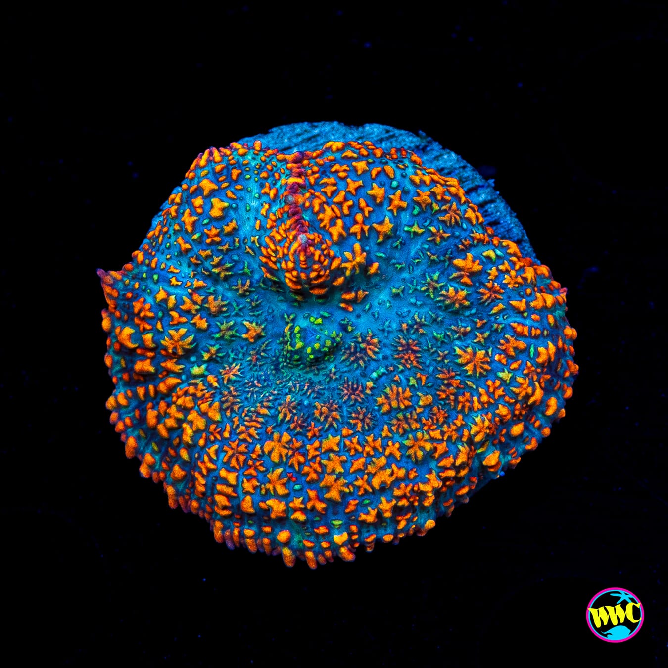 Maui Sunrise Rhodactis Mushroom
