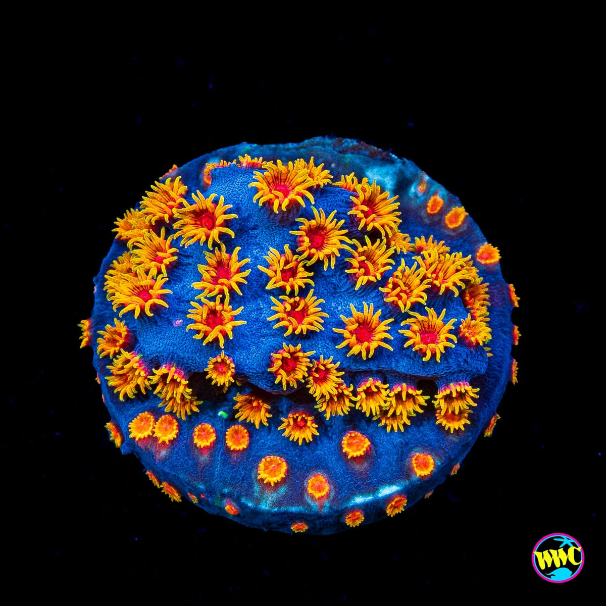 WWC Bizarro Cyphastrea