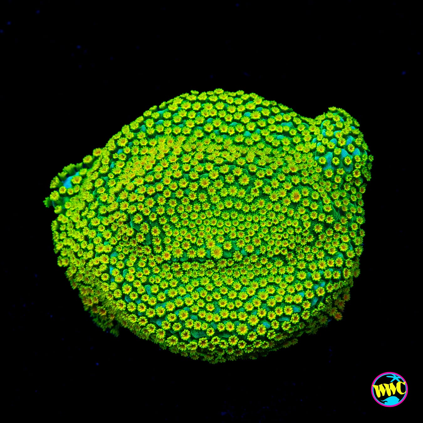 Jason Fox Rainbow Montipora