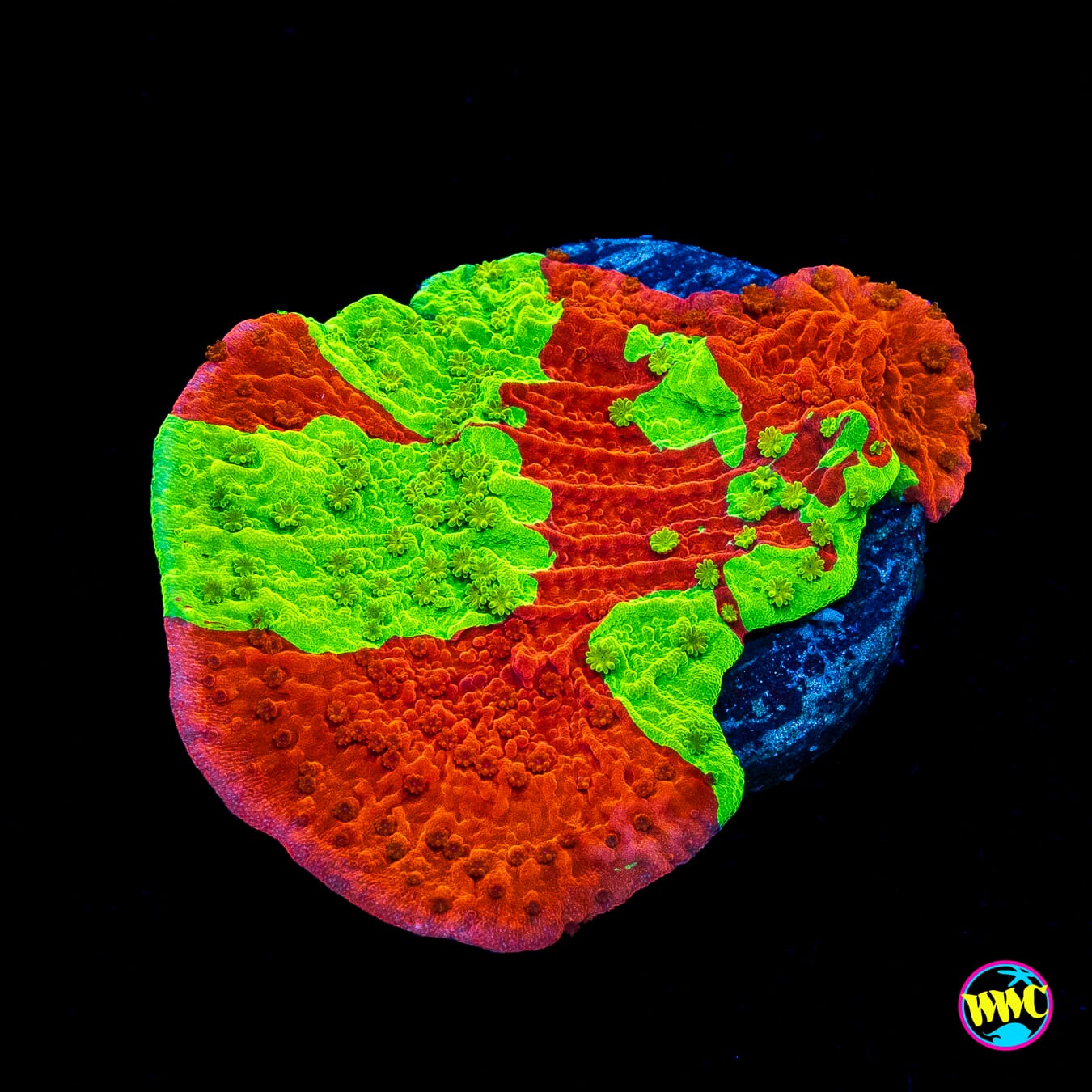 WWC Jaw Breaker Grafted Montipora