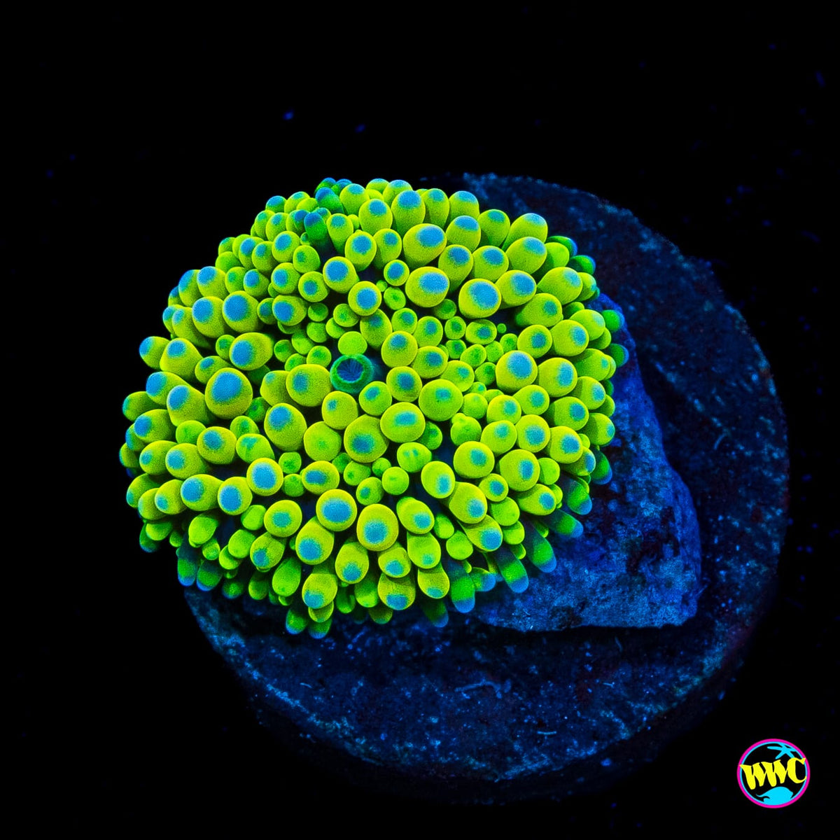 Nuclear Neon Ricordea Mushroom