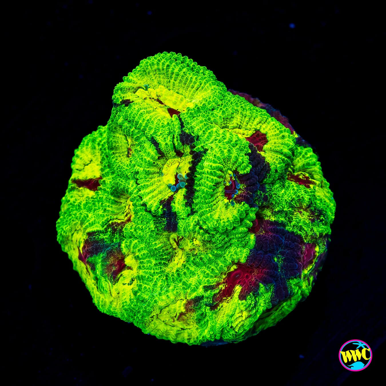 WWC Acid Venom Favia