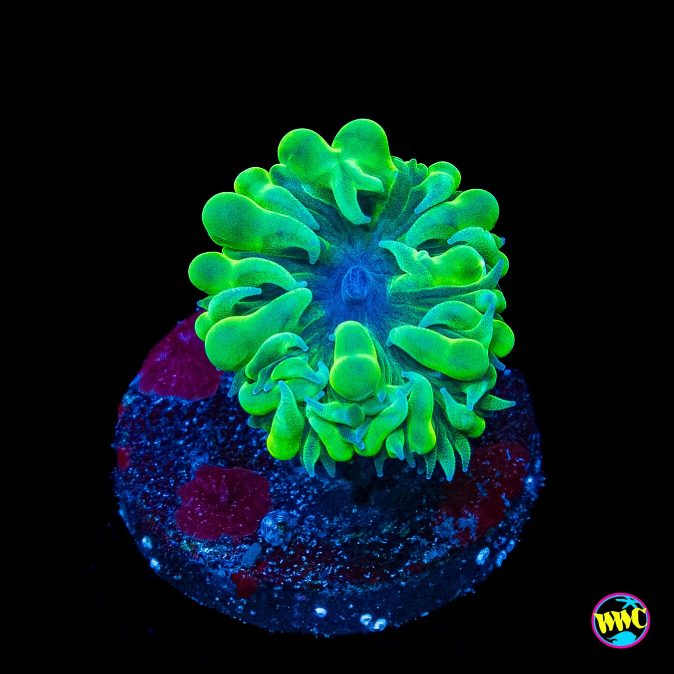 WWC Pearl Bubble Coral