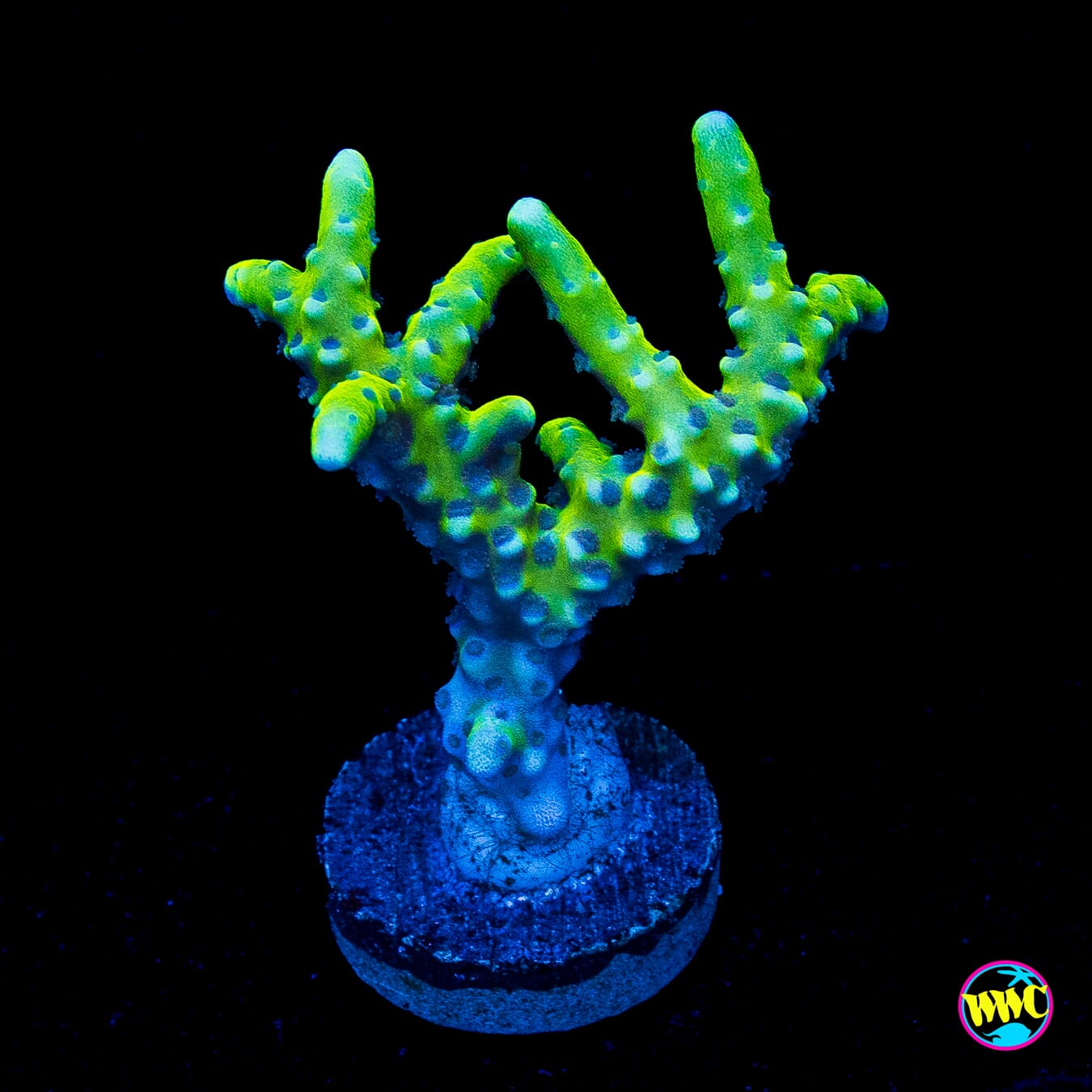WWC Banana Hammock Anacropora