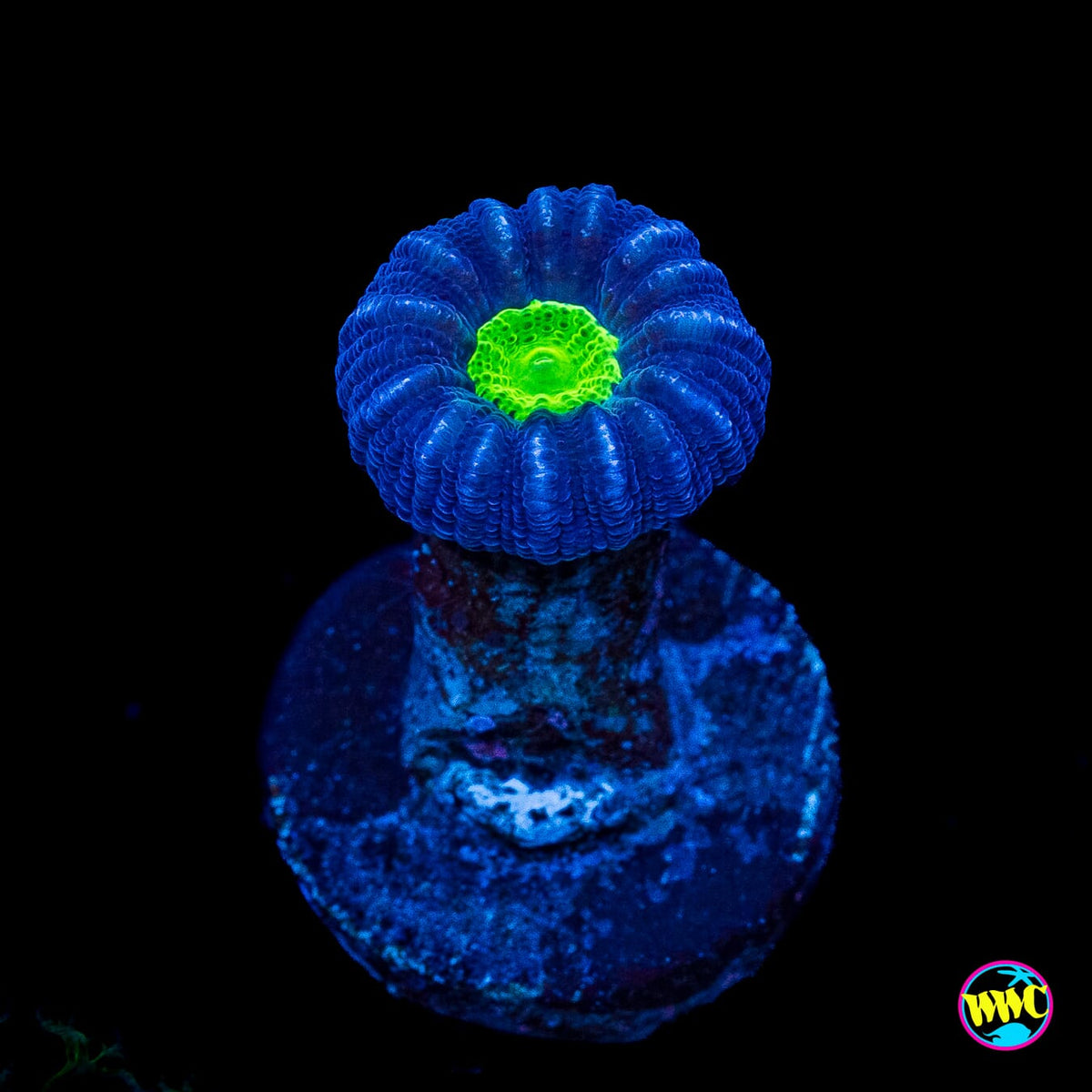 Alien Eye Candy Cane