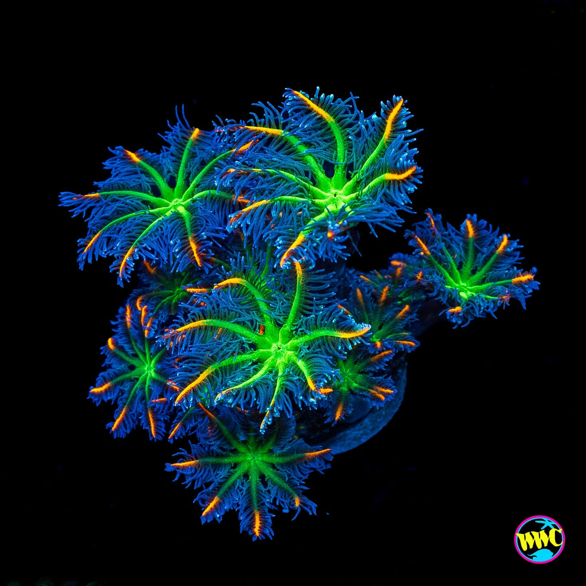 WWC High Voltage Clove Polyps