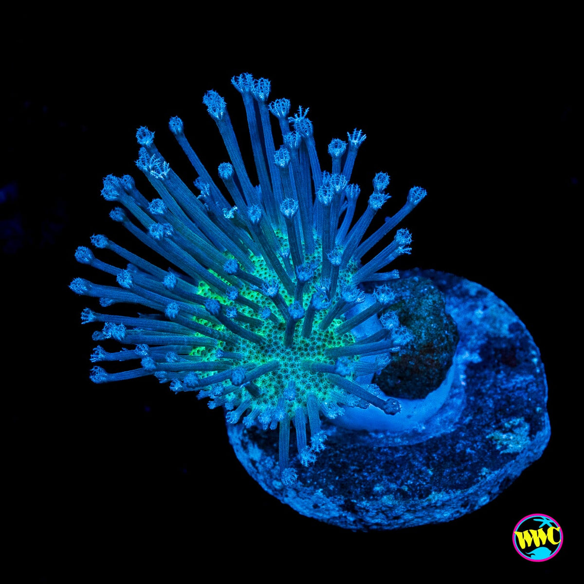 WWC Silver Polyp Toadstool Leather