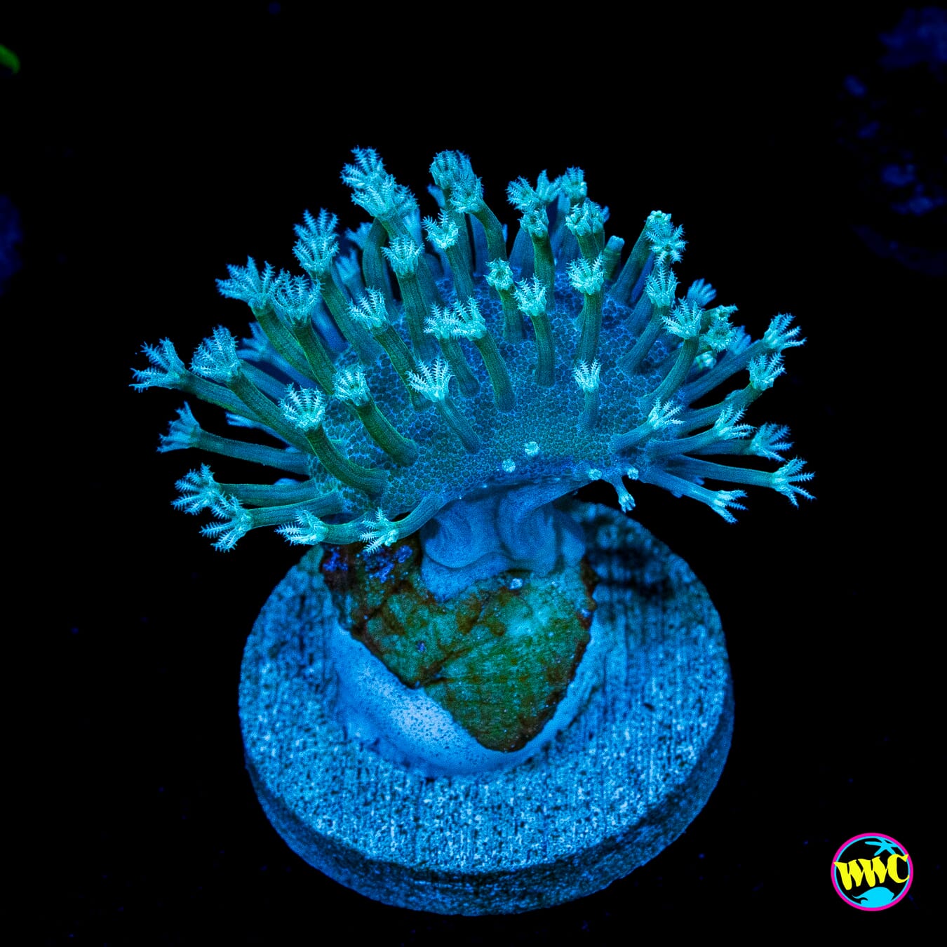 Weeping WIllow Toadstool Leather