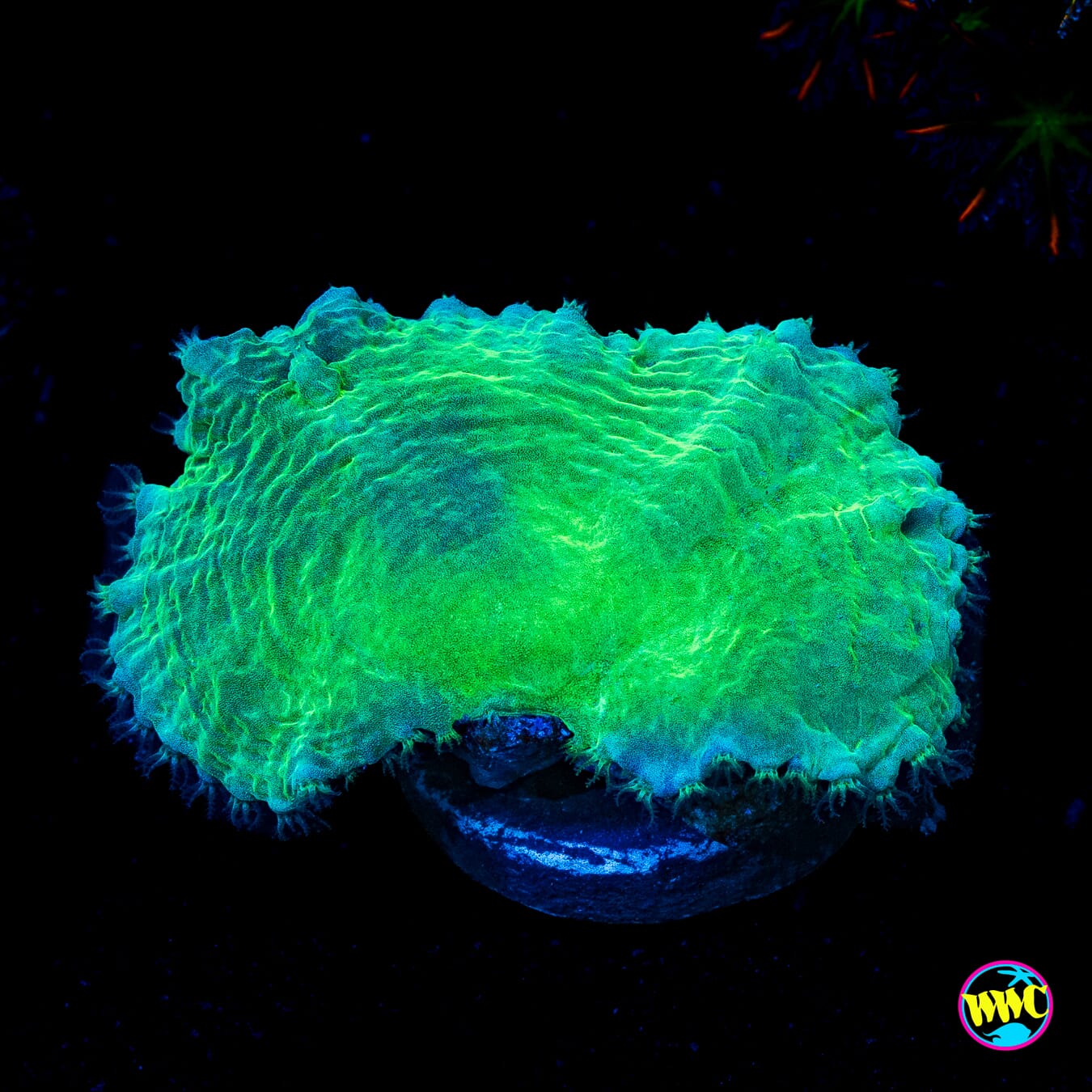 WWC Neon Cabbage Leather
