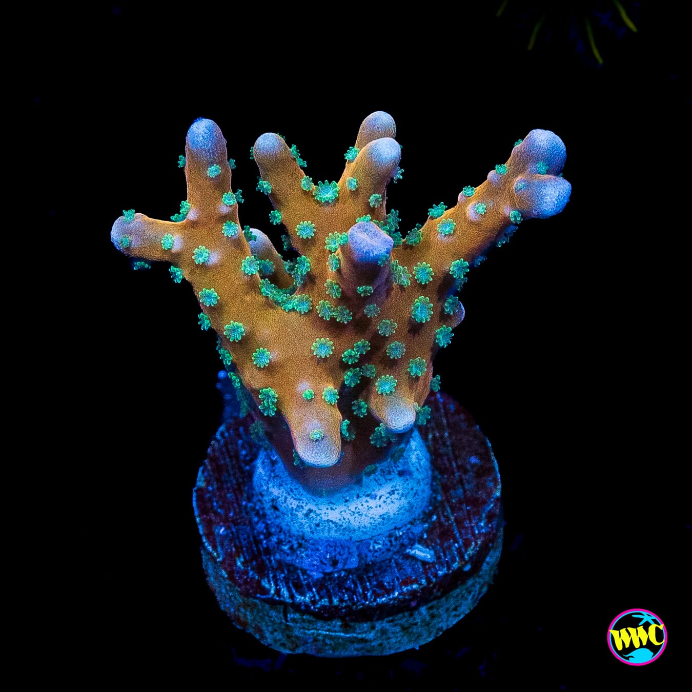 RR Tropicana Anacropora