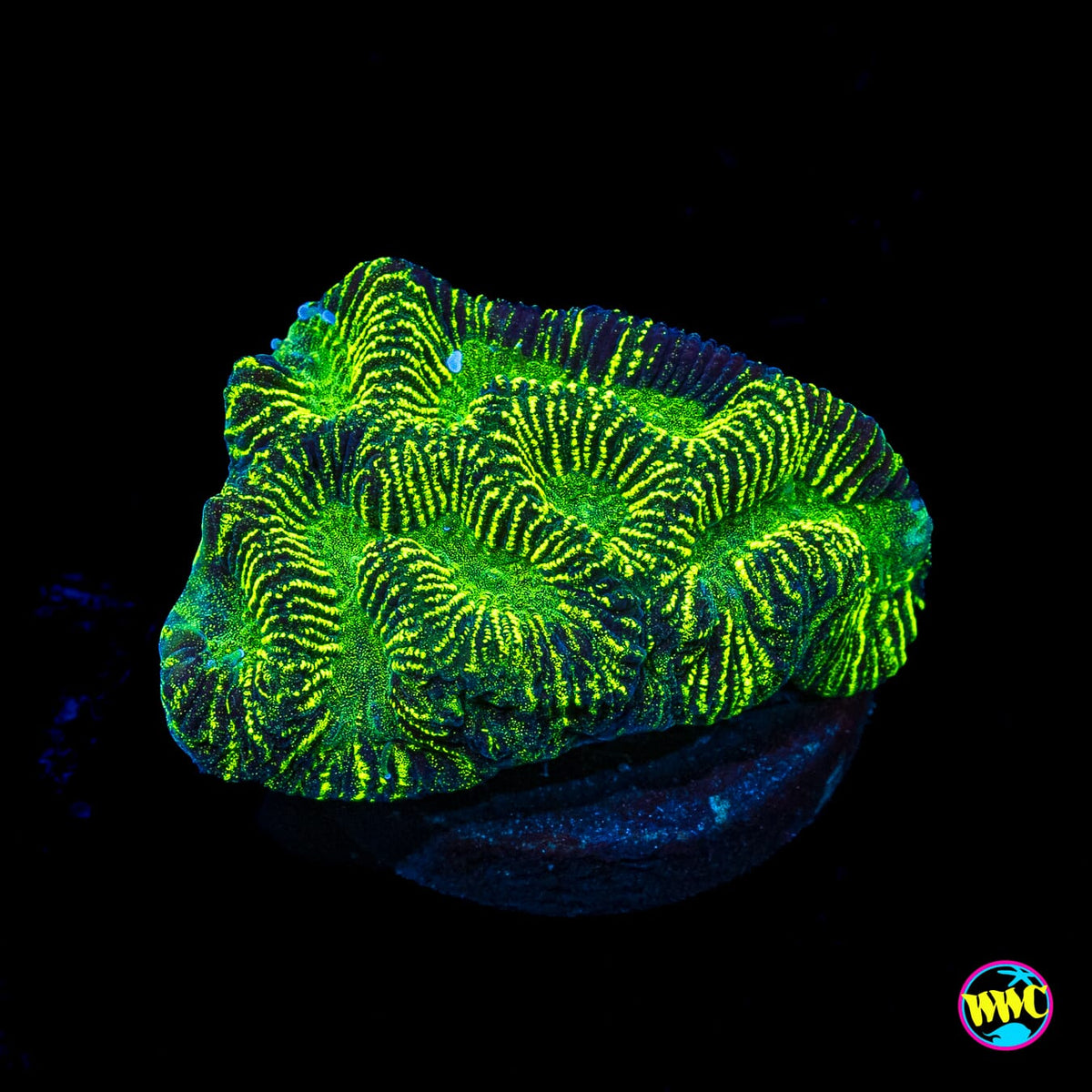 WWC Electroshock Platygyra
