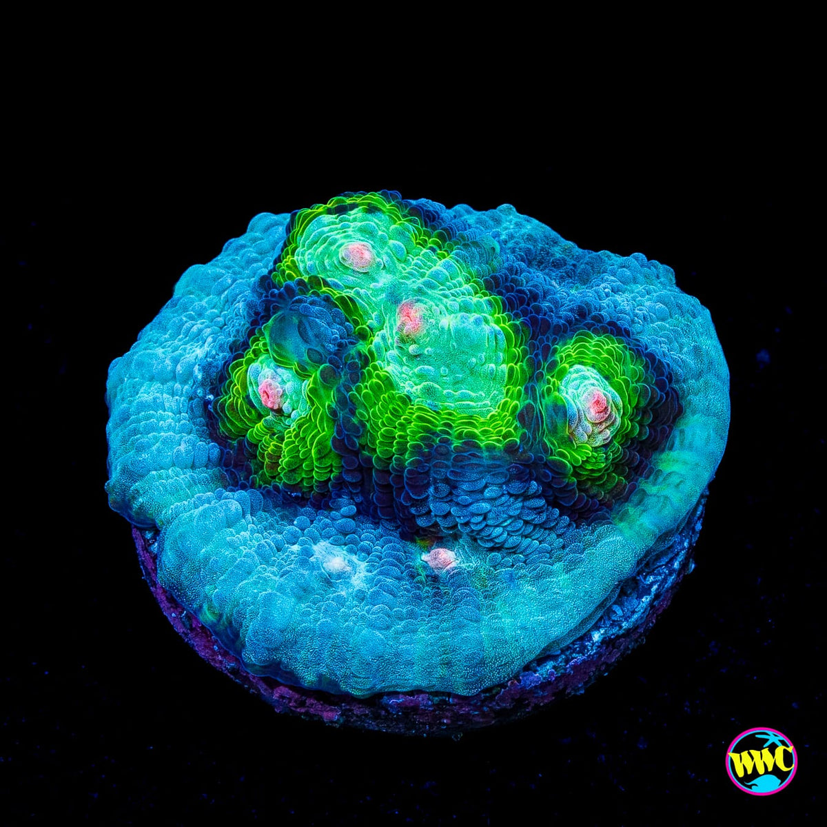 WWC Shattered Star Mycedium Chalice