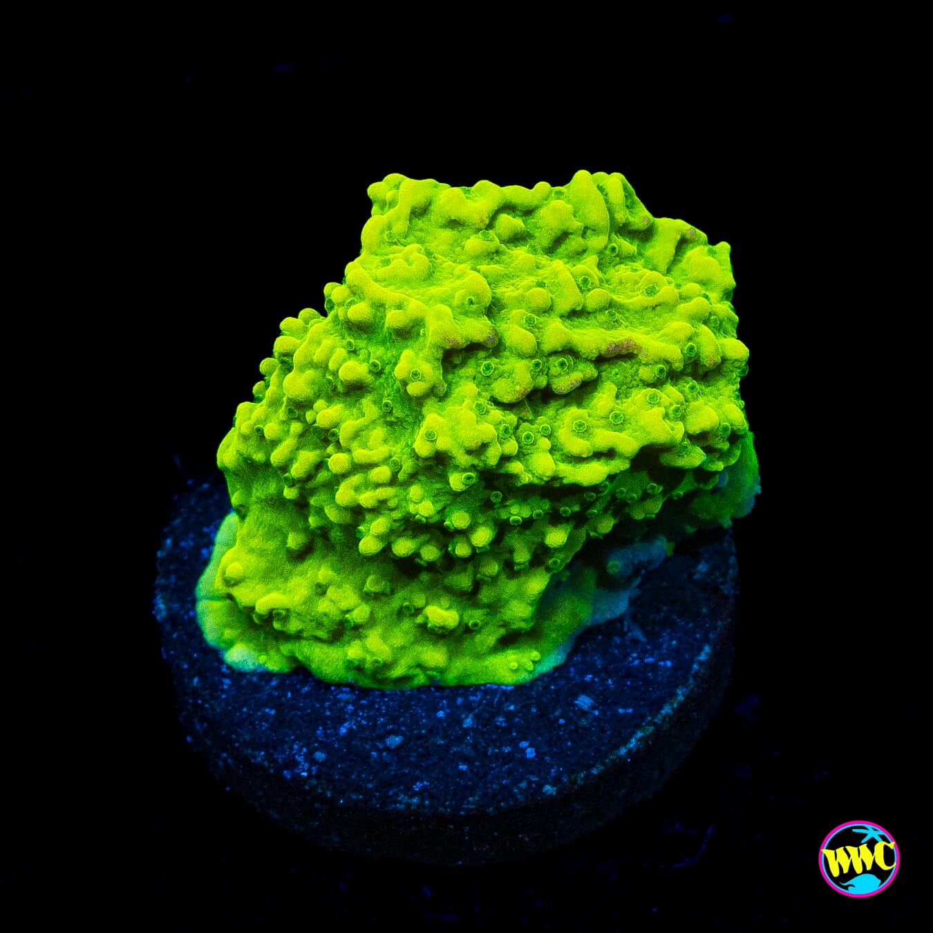 WWC Money Shot Montipora