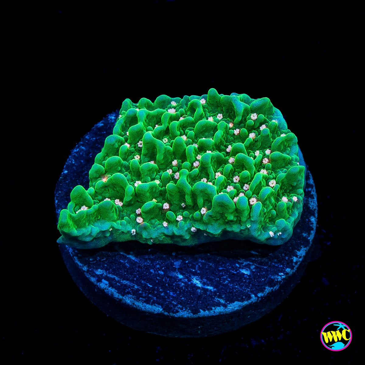 Green Eggs and Ham Montipora