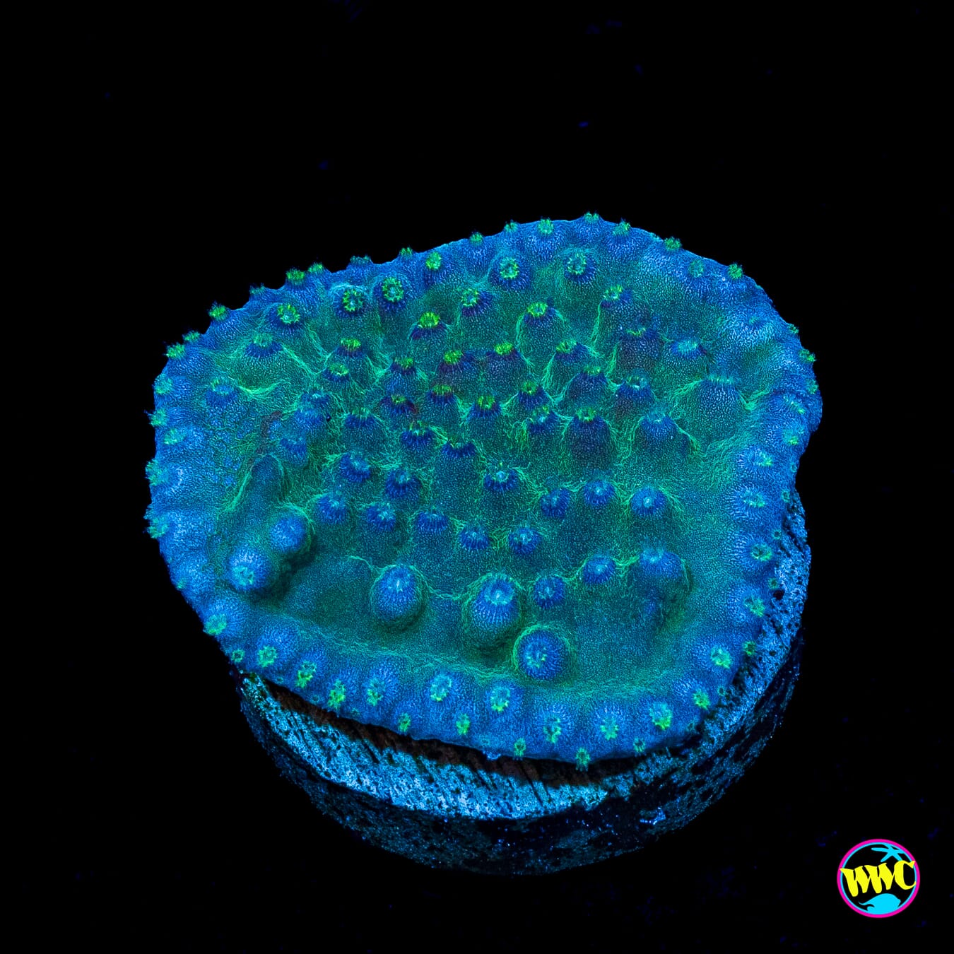 Ocean Blue Turbinaria