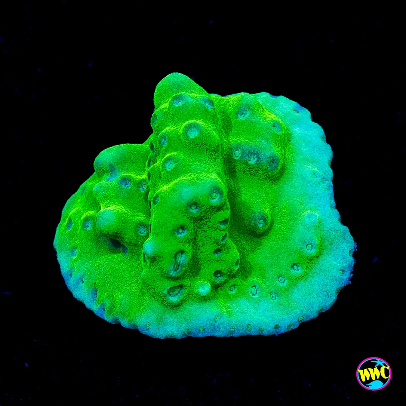 WWC Green Fire Turbinaria