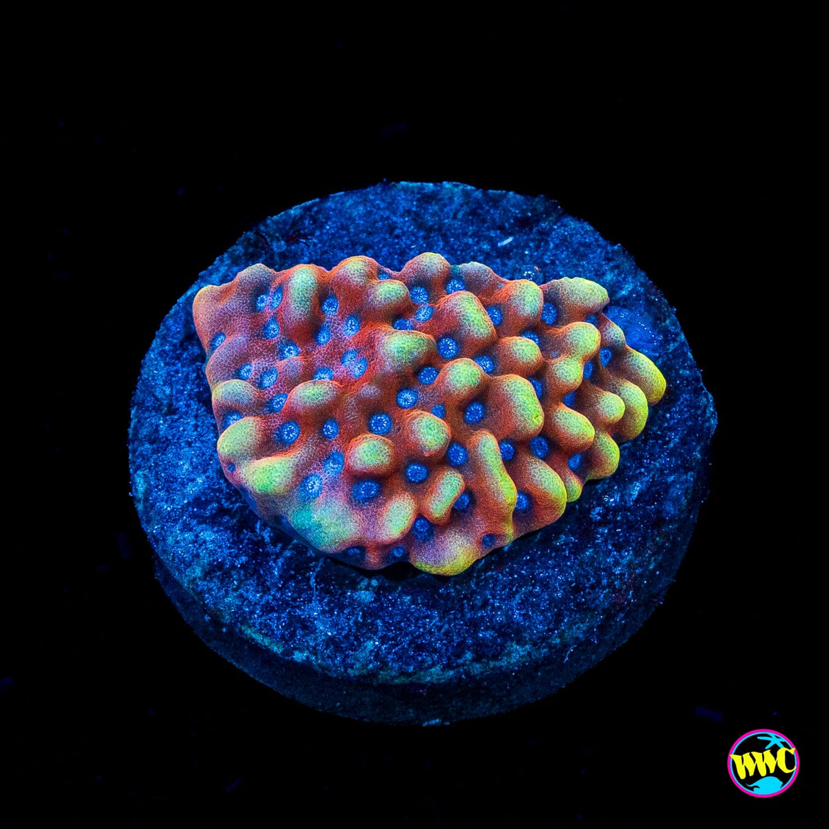 RR Crazy T Montipora