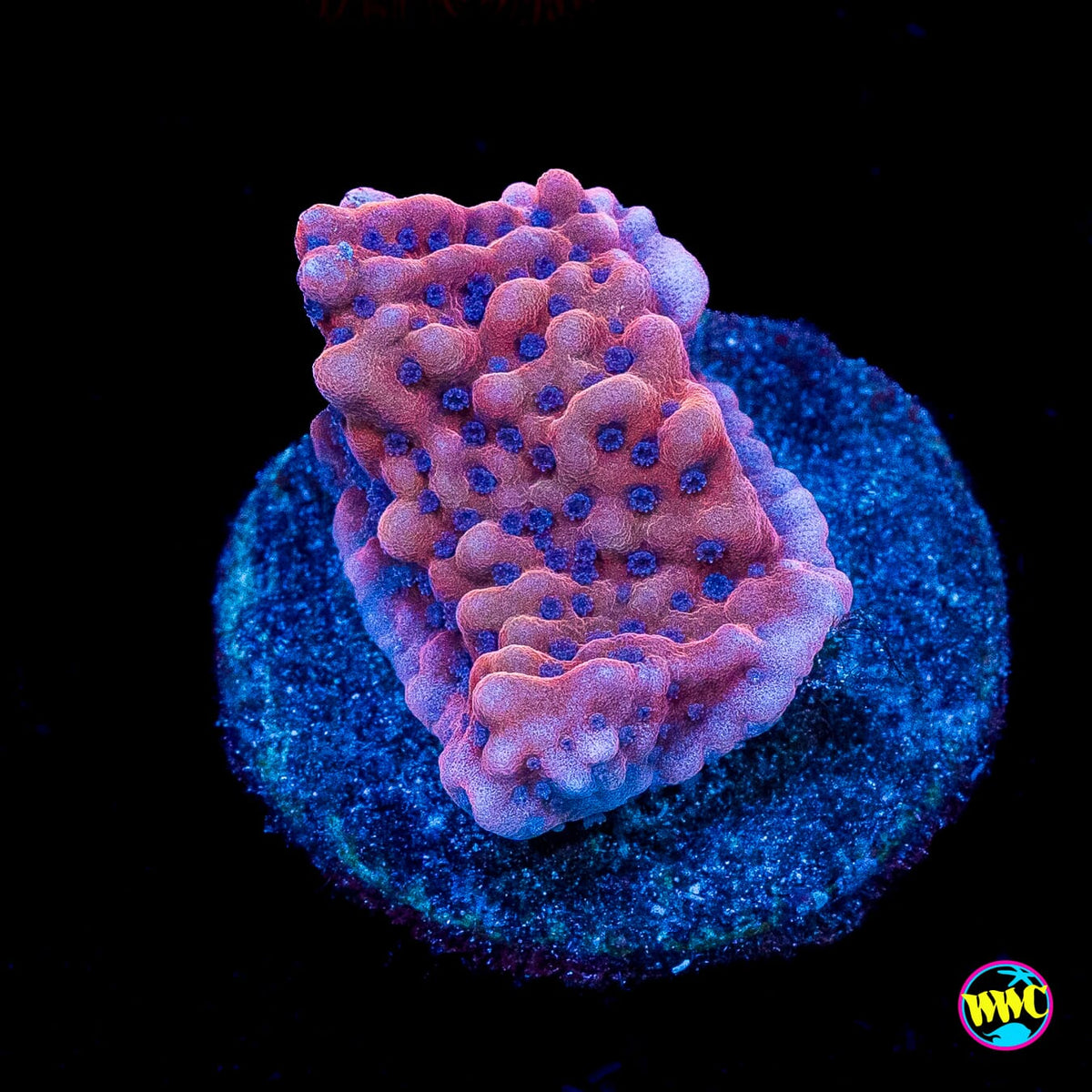 Jason Fox Slow Burner Montipora