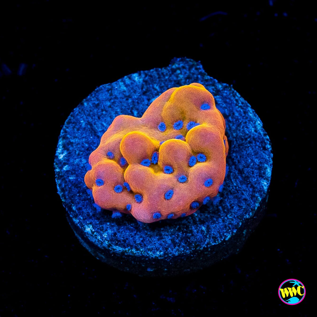 WWC Quicksand Montipora
