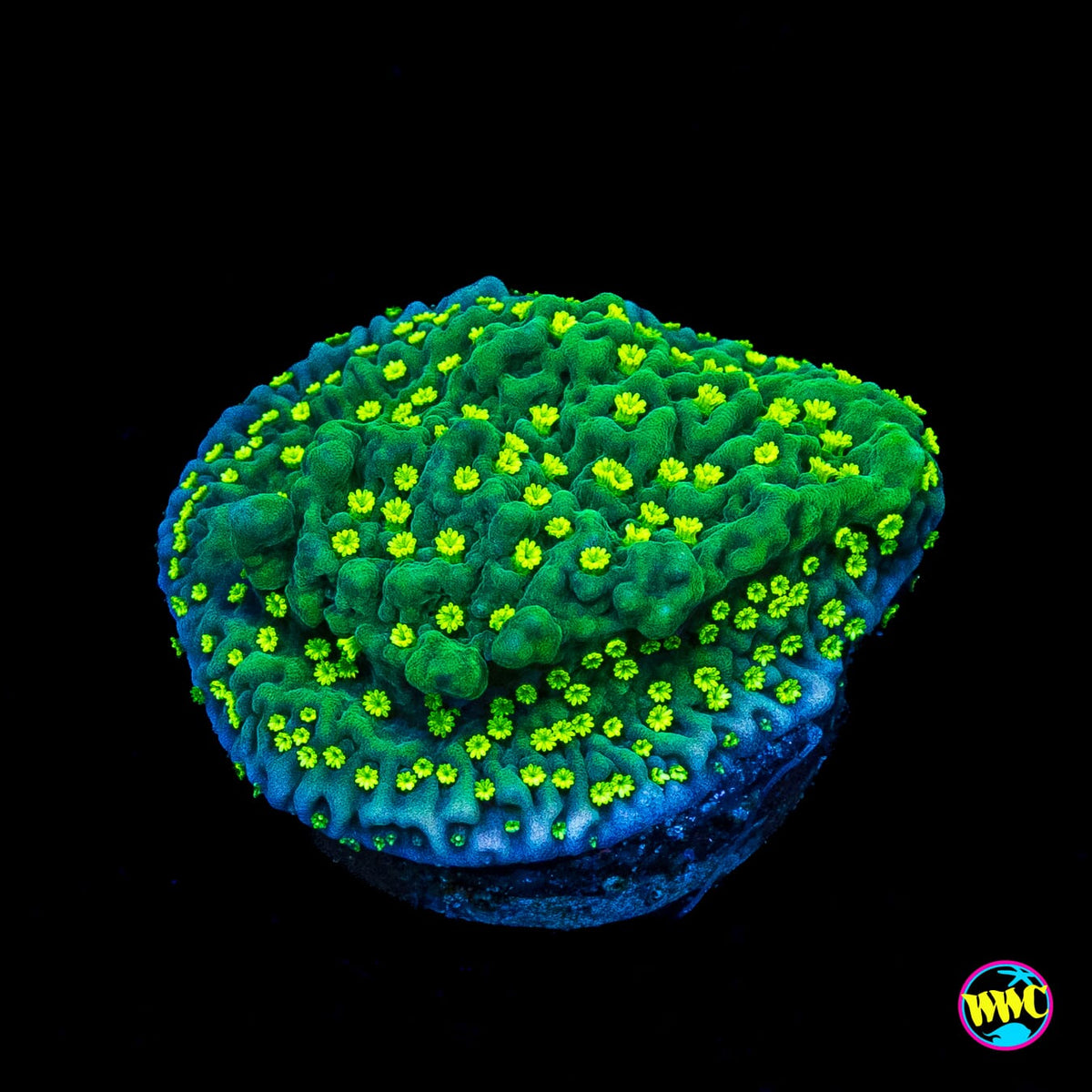 Jason Fox Frankies Hot Pink Rim Montipora