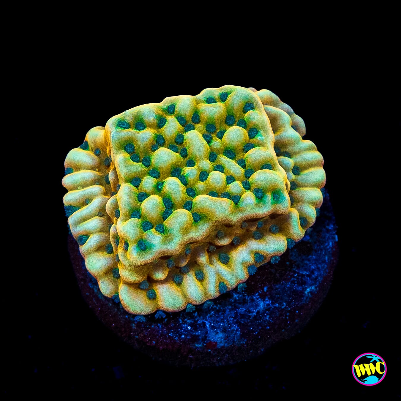 Jason Fox Beach Bum Montipora