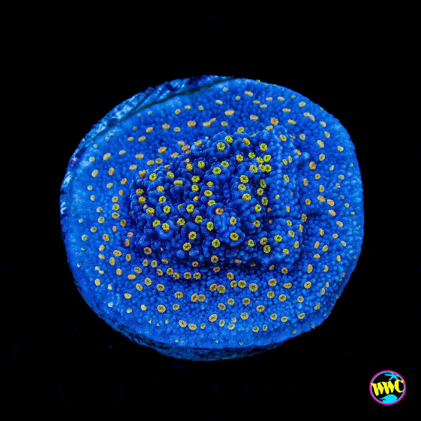 WWC Golden Lantern Montipora
