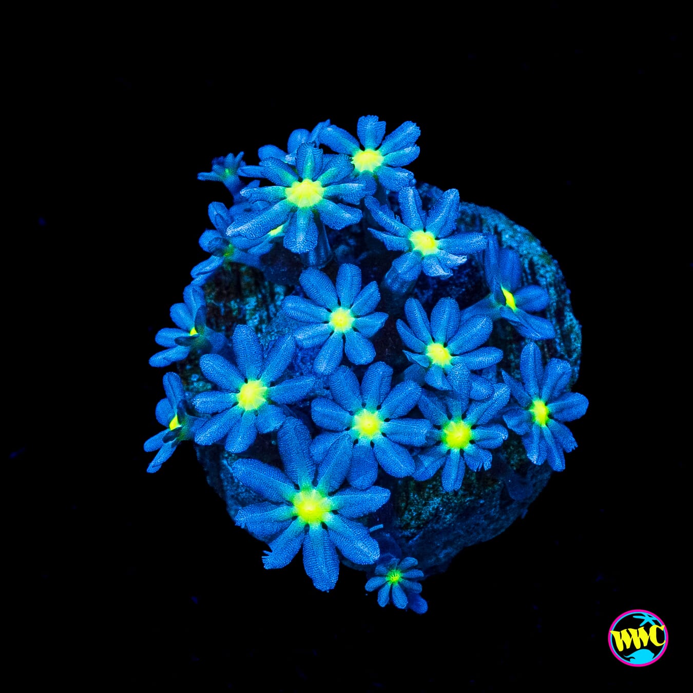 WWC Midnight Daisy Polyps