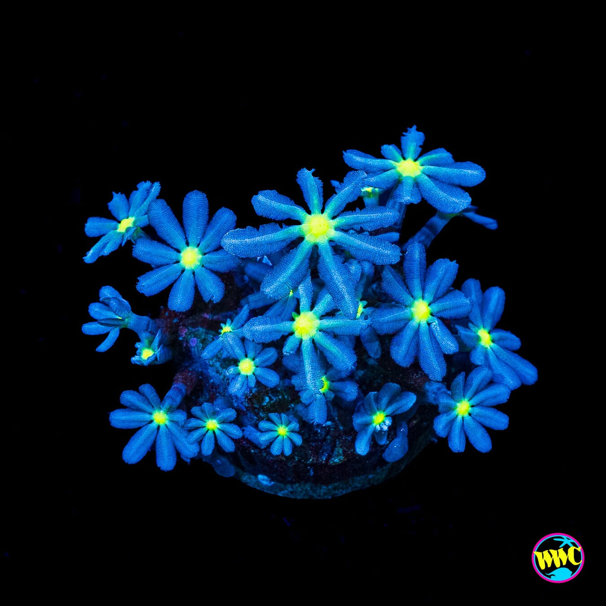 WWC Midnight Daisy Polyps