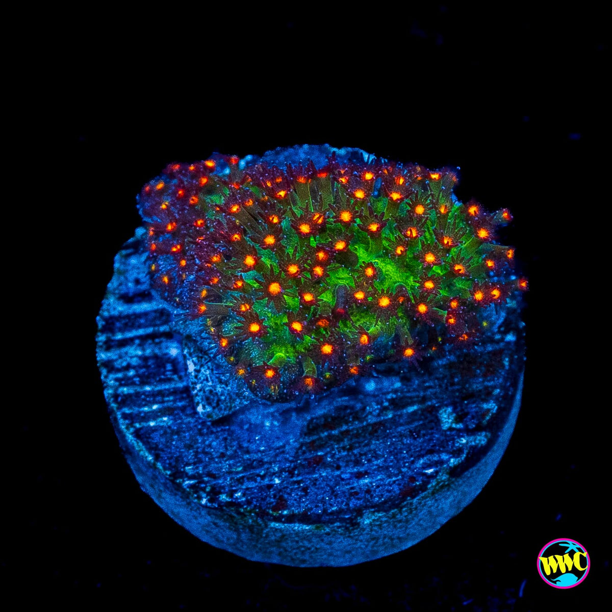 Jason Fox Sunset Stylocoeniella