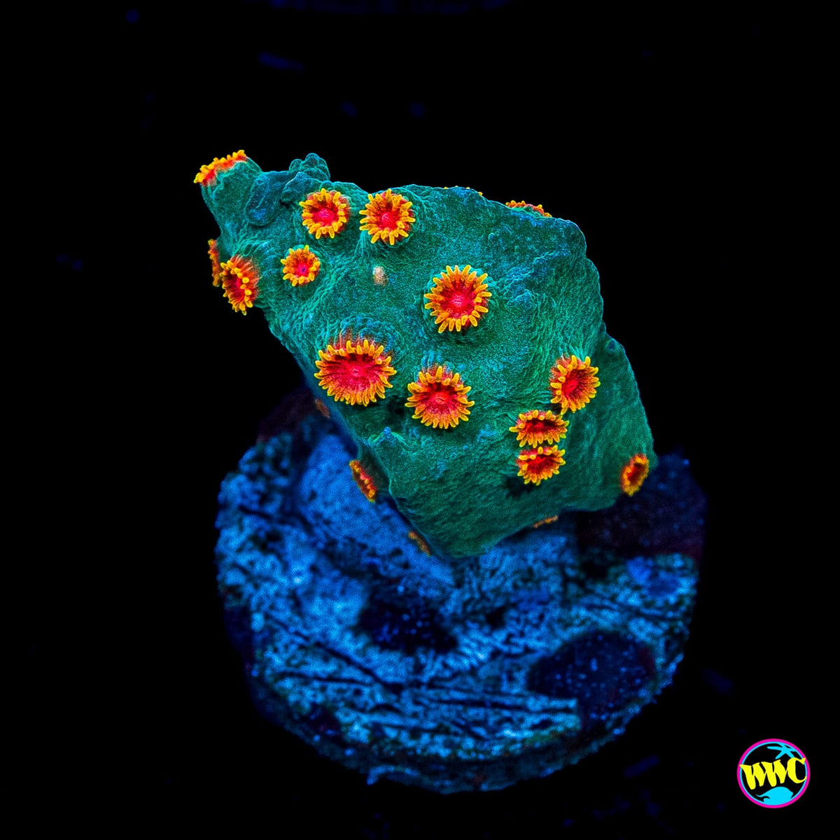 Bojangles Cyphastrea