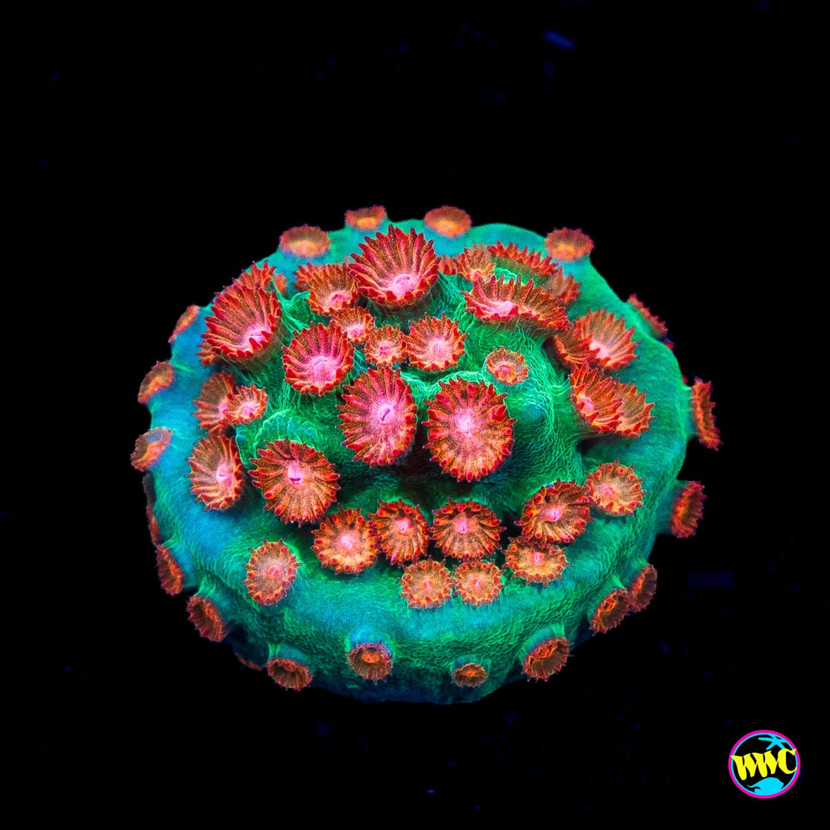 WWC Jingle Bells Cyphastrea