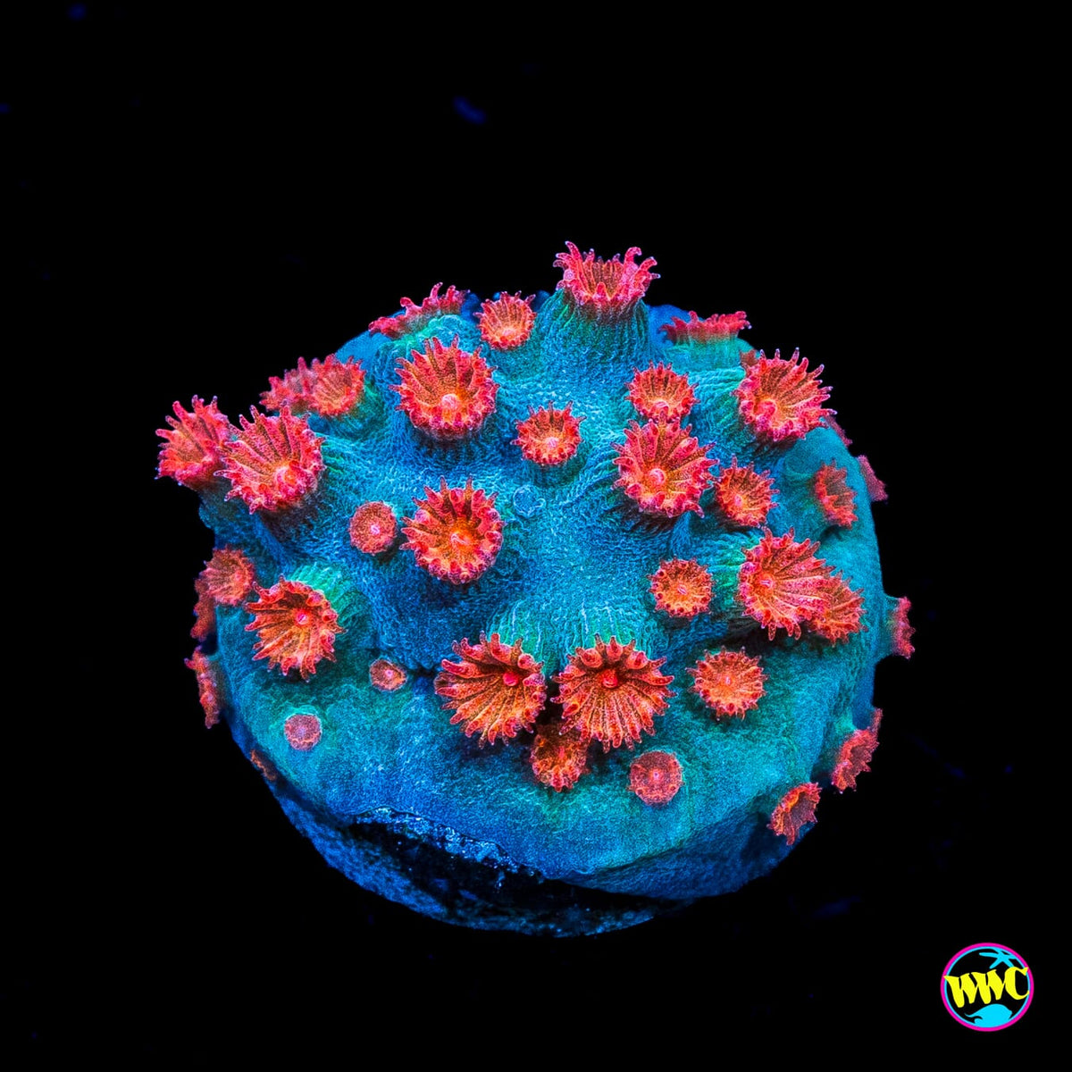 WWC Meteor Shower Cyphastrea