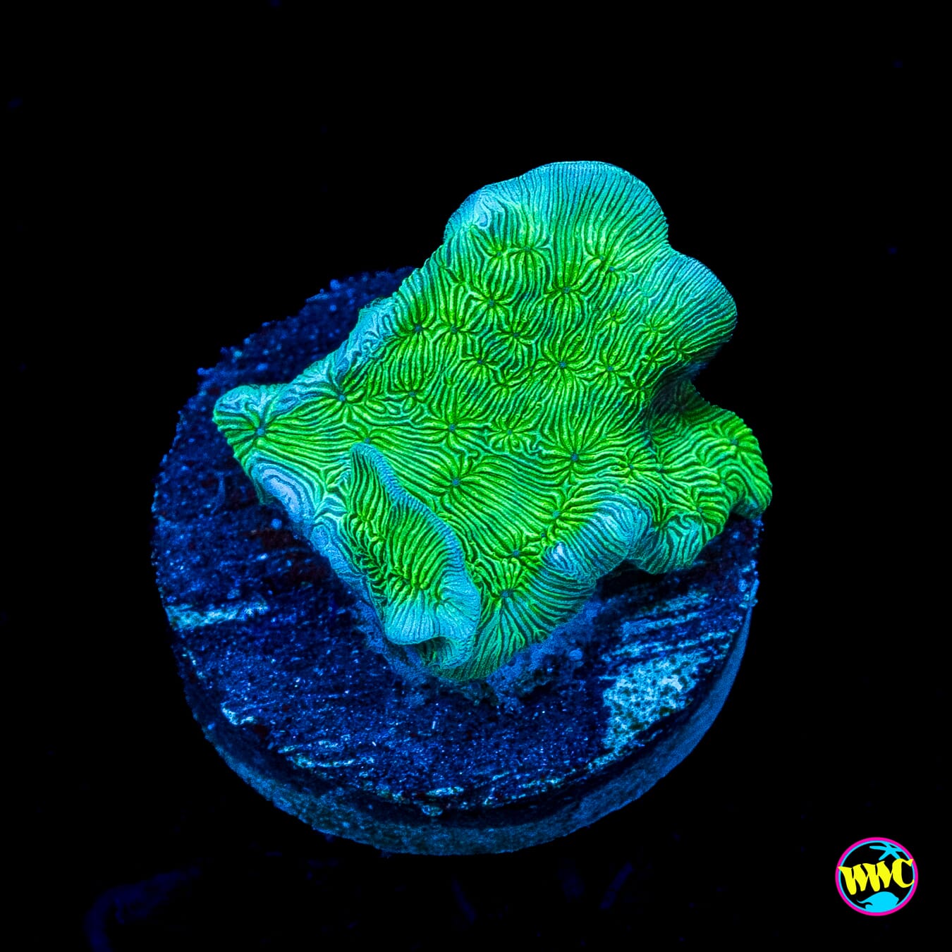 WWC Cactus Pavona