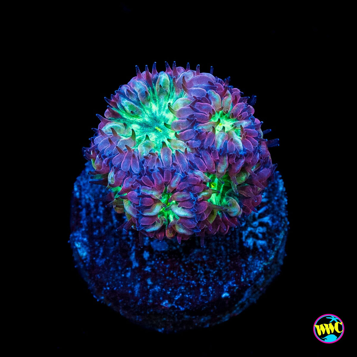 WWC Merletti Blastomussa
