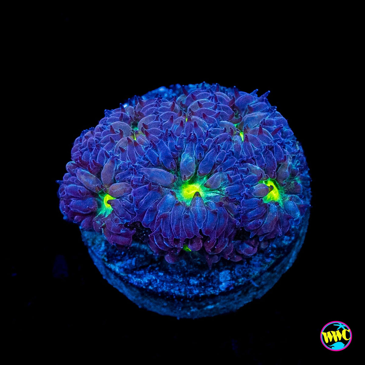 Twilight Merletti Blastomussa