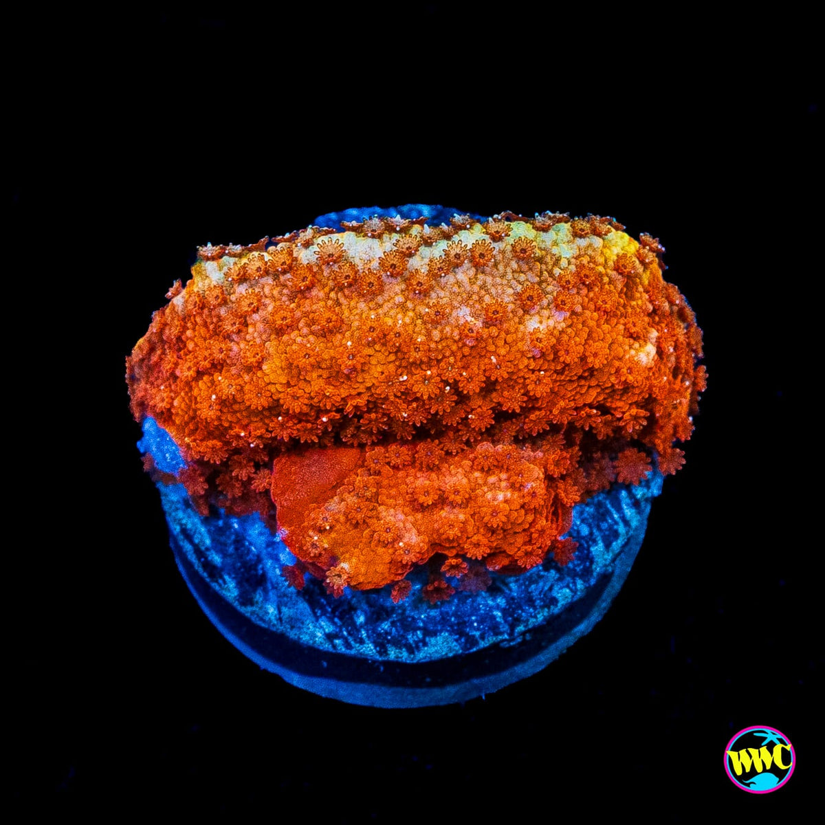 Atomic Orange Montipora