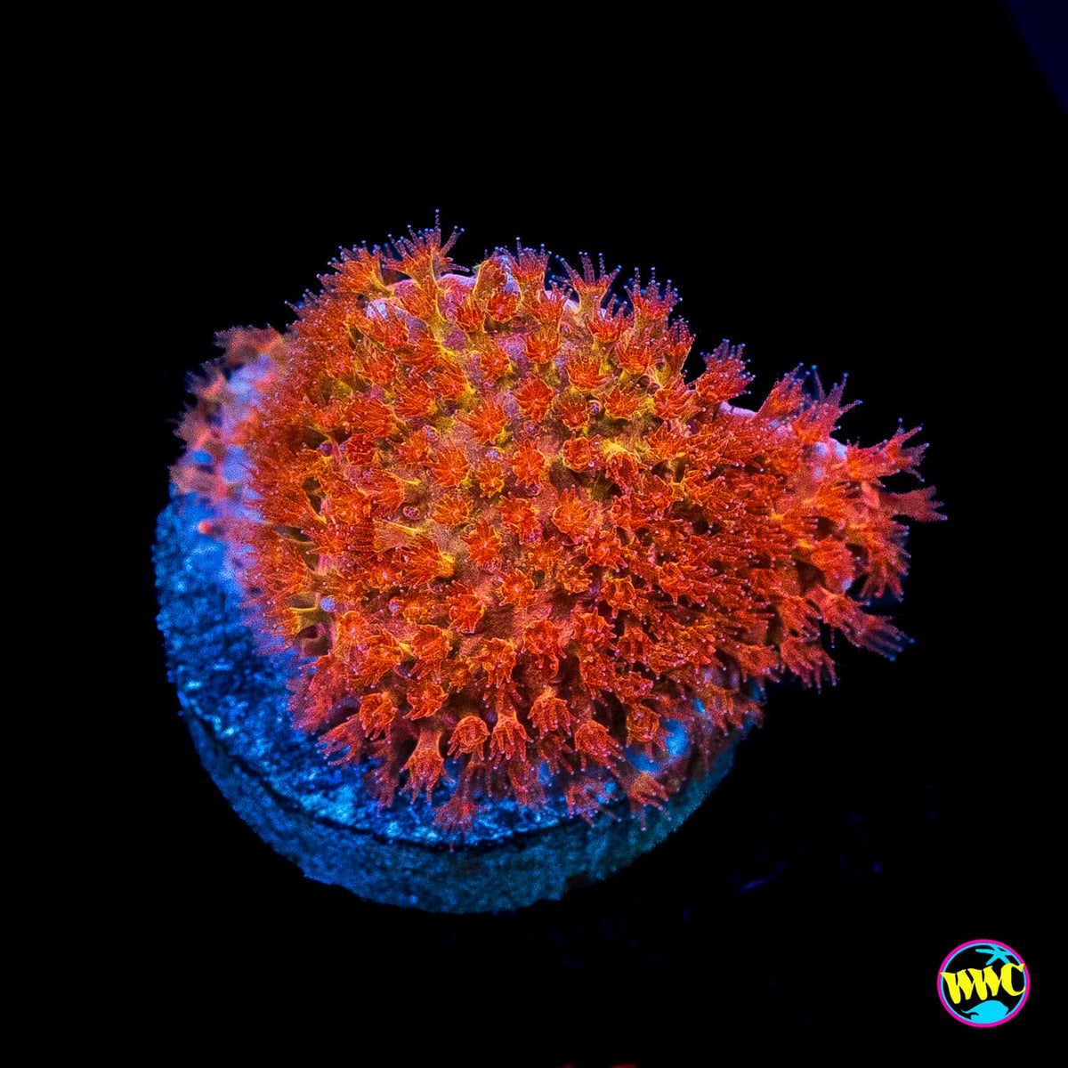 WWC Crimson Stylocoeniella