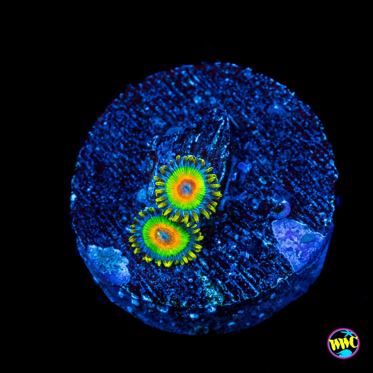 Rasta Zoanthids