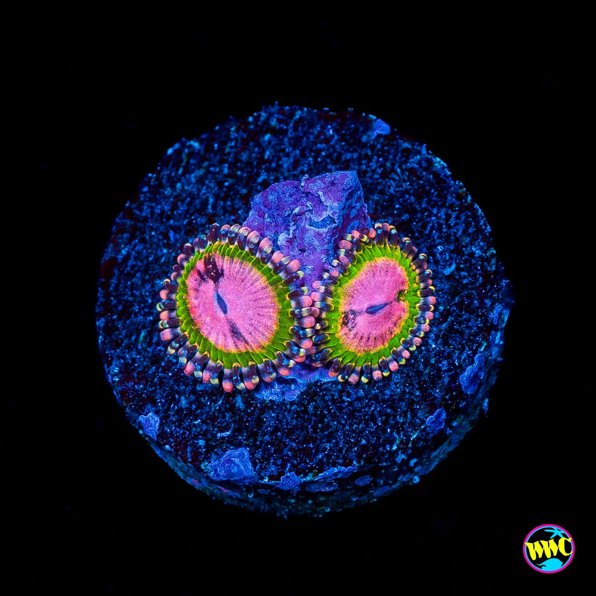 WWC Pink Krakatoa Zoanthids
