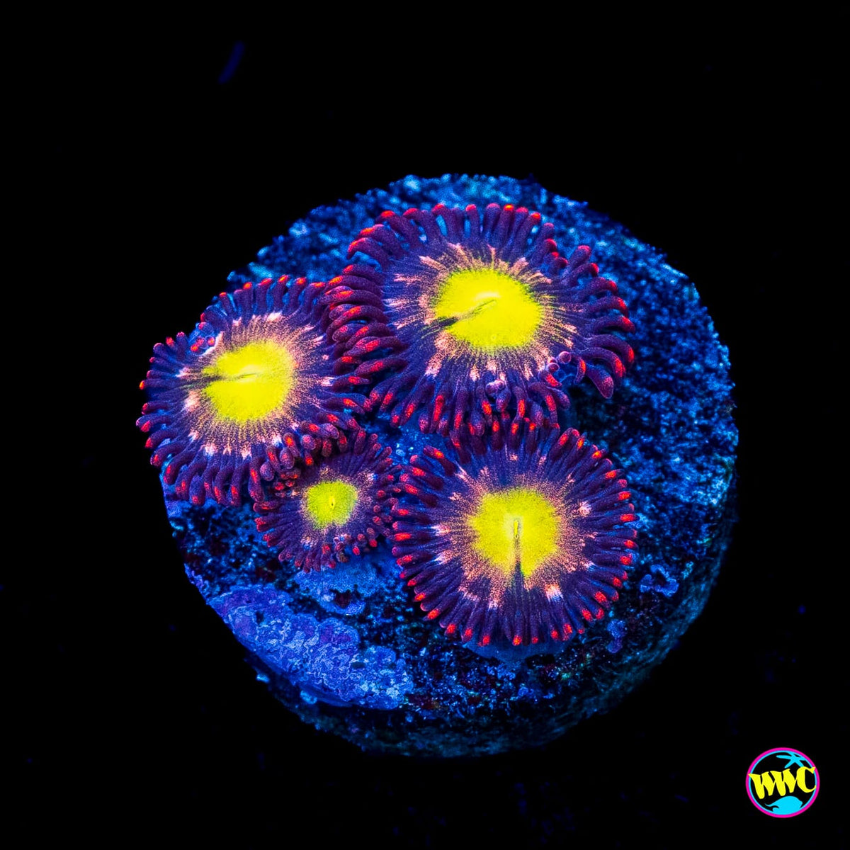 WWC Egg Yolks Zoanthids
