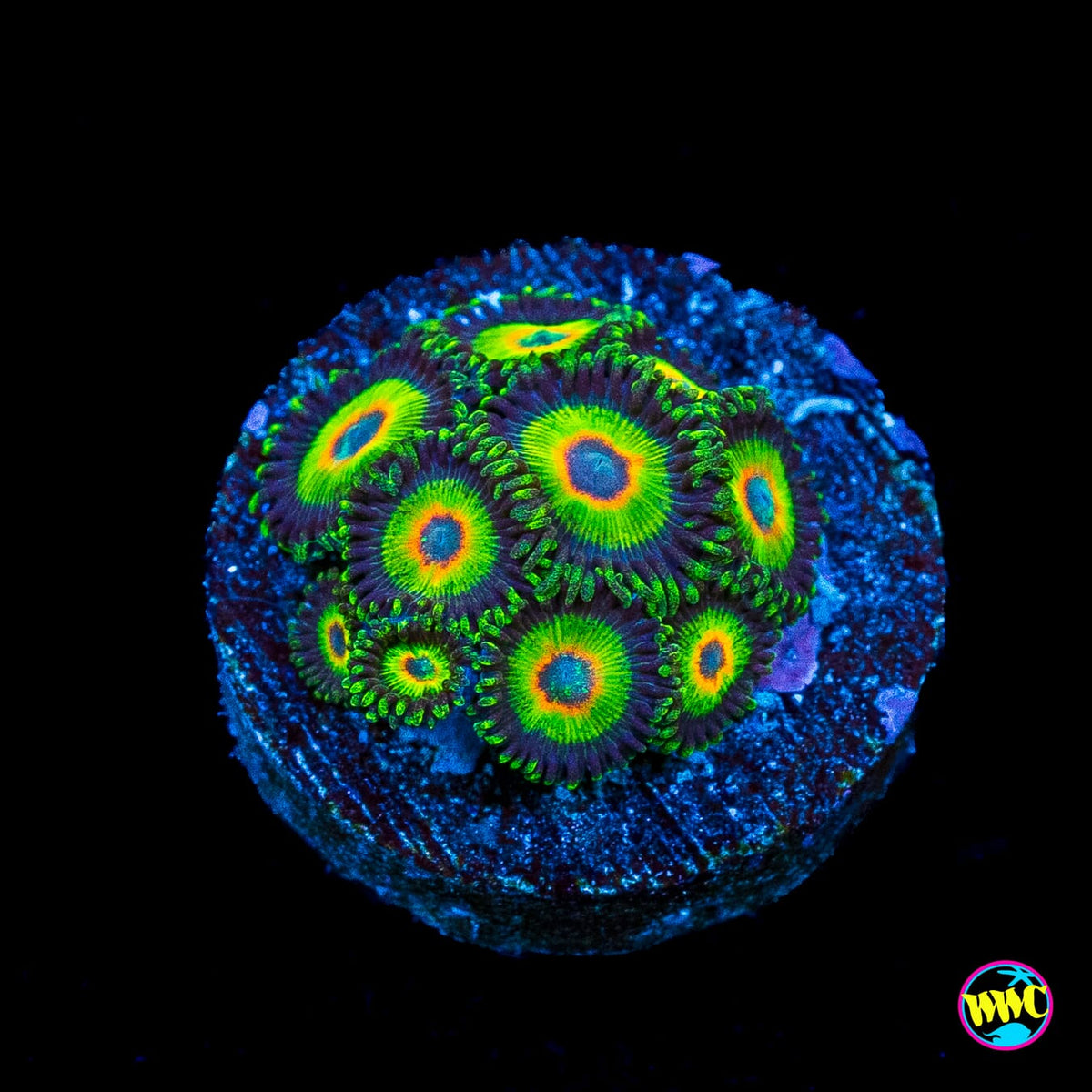 WWC Island Time Zoanthids