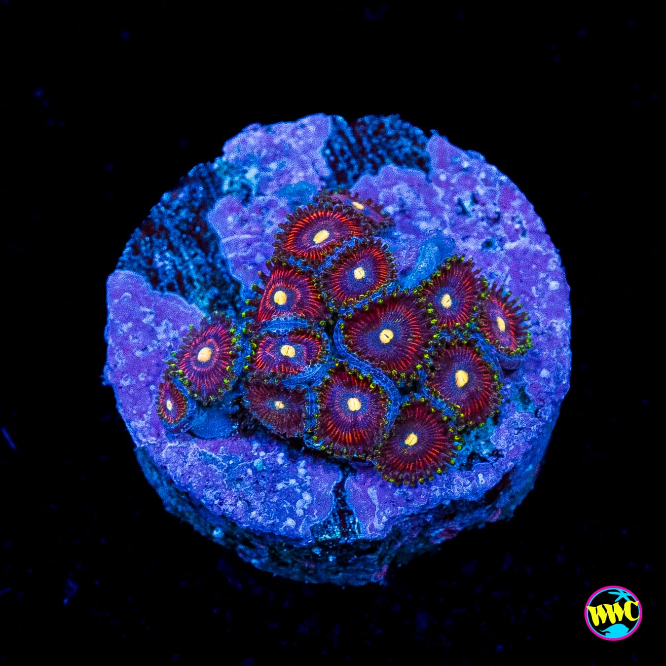 WWC Mini Me Zoanthids